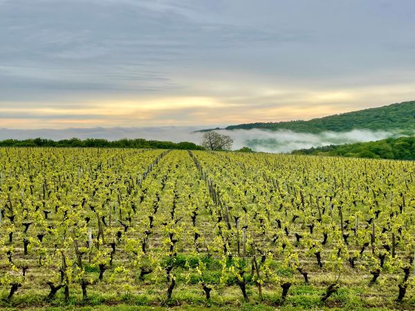 Bon cadeau - Visite & dégustation du Domaine Joseph Lafarge - Bourgogne