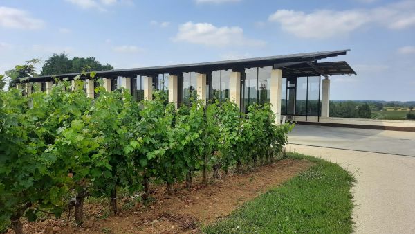 Immersion dans un Premier Grand Cru Classé Saint Emilion