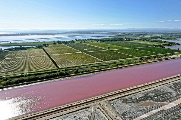 Balade dans le Vignoble des Sables de Camargue